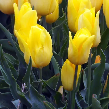 Hotel / Tanahlot Zandvoort
